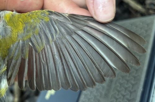 Prothonotary Warbler