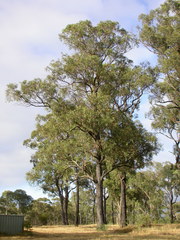 Eucalyptus fibrosa