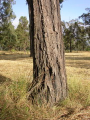 Eucalyptus fibrosa