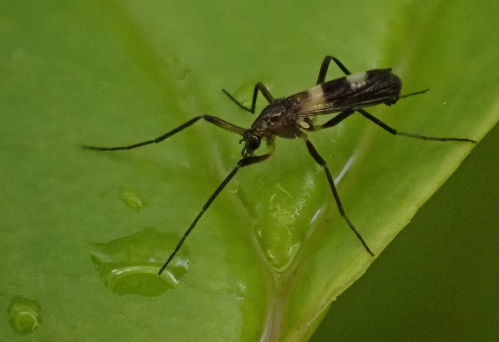Flies from Powell County, KY, USA on April 23, 2020 at 0459 PM by