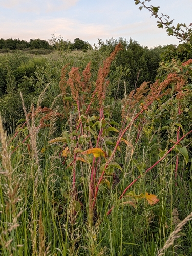 Rumex patientia, photograph 3