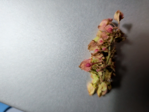 Rumex patientia, photograph 4
