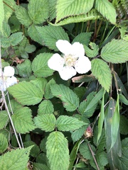 Rubus hirsutus
