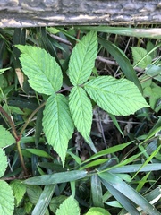Rubus hirsutus