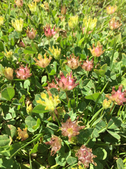 Trifolium fucatum