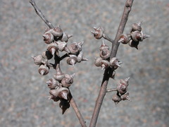 Eucalyptus expressa