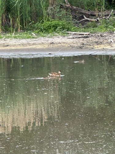 Red-crested Pochard