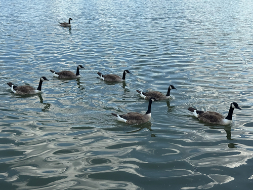 Canada Goose
