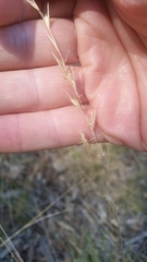 Rytidosperma racemosum