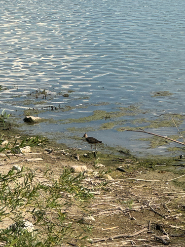 Northern Lapwing