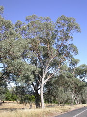 Eucalyptus albens