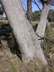 Eucalyptus albens