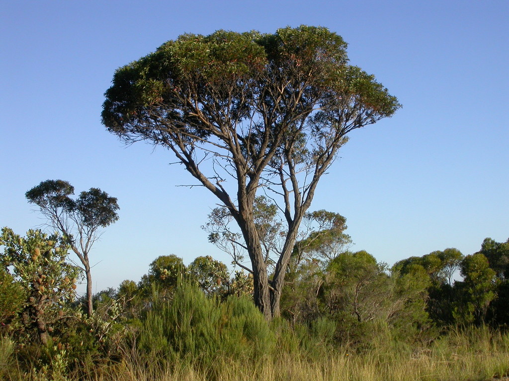 Privet-leaved Stringybark