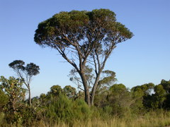 Eucalyptus ligustrina