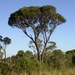 Eucalyptus ligustrina - Photo (c) Dean Nicolle, algunos derechos reservados (CC BY-NC), subido por Dean Nicolle