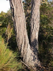 Eucalyptus ligustrina