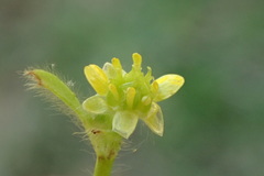 Ranunculus