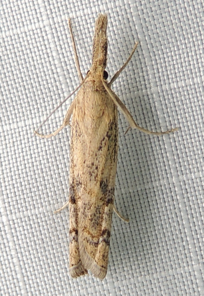 Neodactria