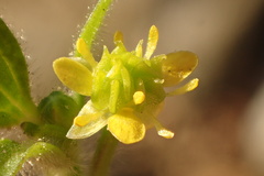 Ranunculus