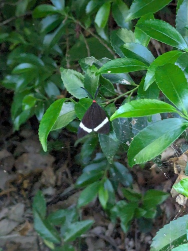Pidorus atratus