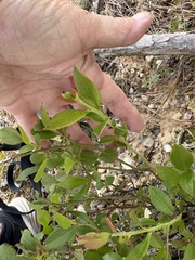 author not stated, no rights reserved Vaccinium tenellum, photograph author not stated, no rights reserved