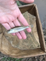 Micropterus henshalli