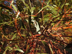 Metallea incisuralis