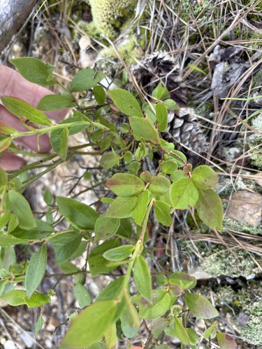 Vaccinium tenellum, photograph 6
