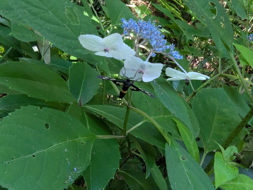 Japanese Nine-spotted Moth