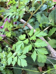 Corydalis incisa