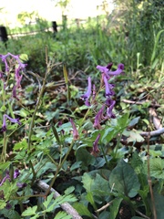 Corydalis incisa