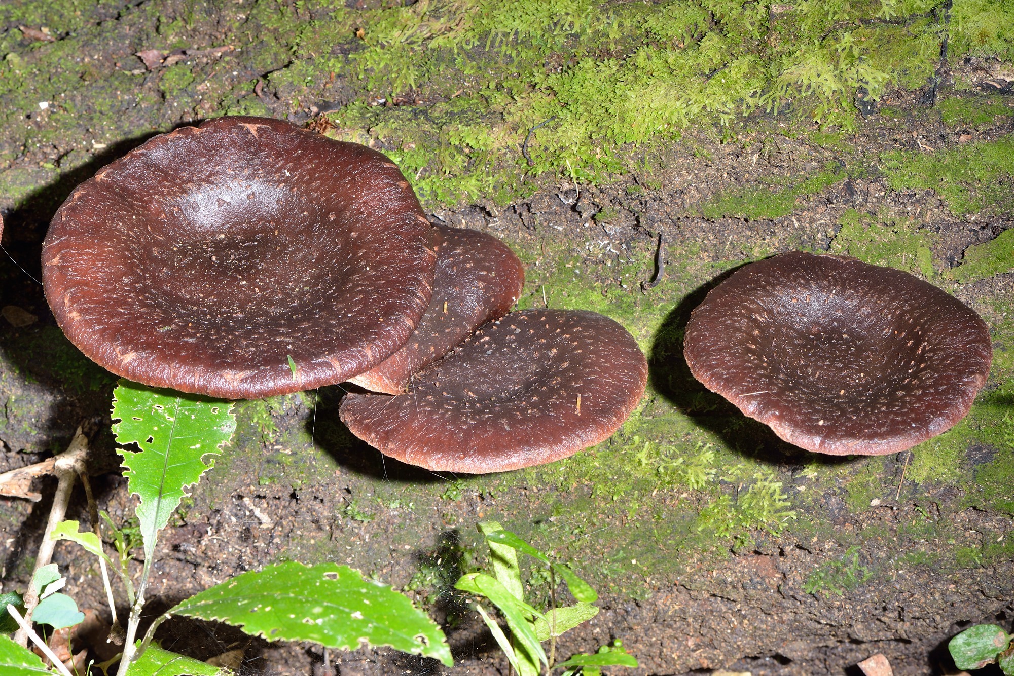 Lentinula novae-zelandiae image
