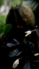 Specklinia digitale