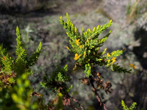 Hypericum quitense (Hypericum quitense)