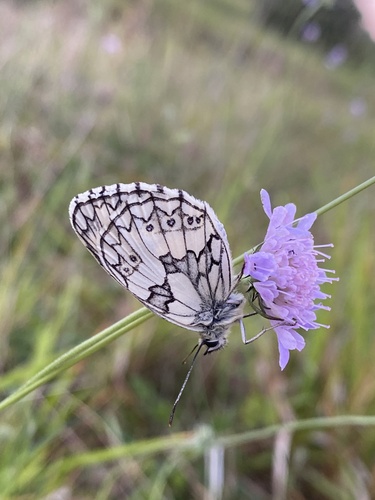 Marbled White