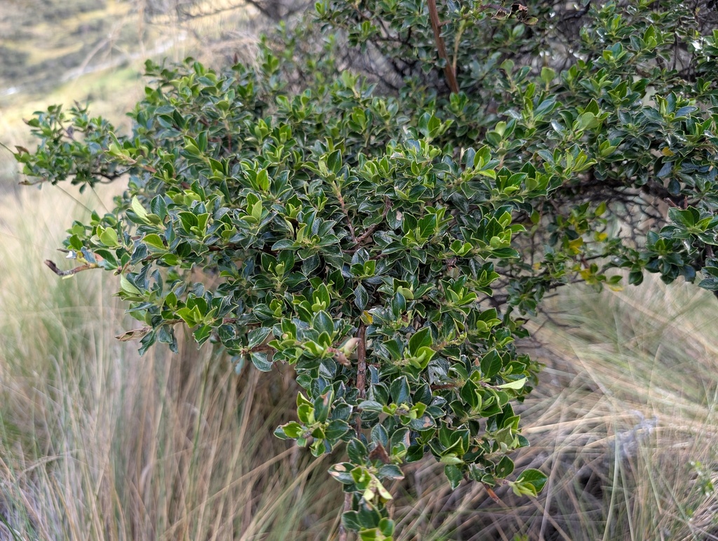 Escallonia myrtilloides; photograph (c) Yuri Sofronov, some rights reserved (CC BY)