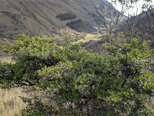 Escallonia myrtilloides, photograph 1