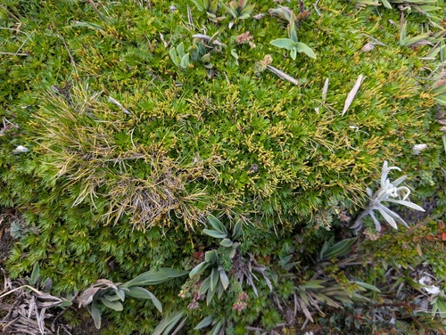 Azorella pedunculata, photograph 6
