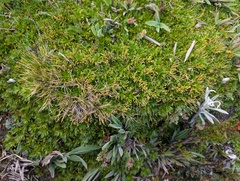 Azorella pedunculata, photograph (c) Yuri Sofronov, some rights reserved (CC BY)