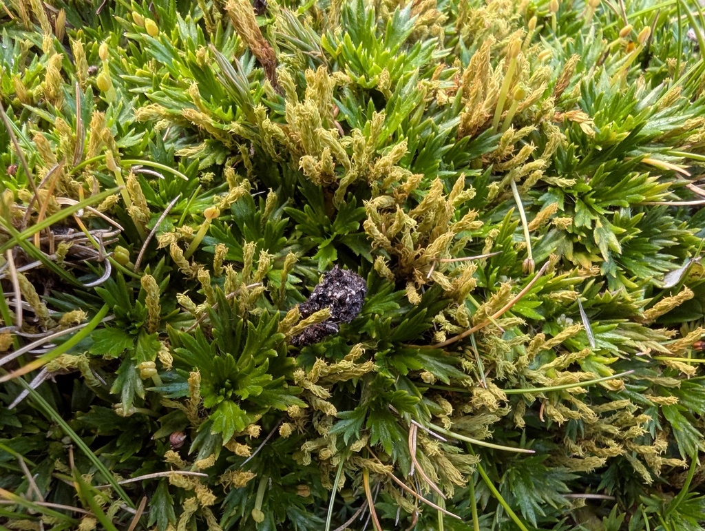 Azorella pedunculata; photograph (c) Yuri Sofronov, some rights reserved (CC BY)