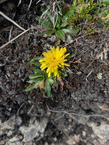 Hypochaeris sessiliflora, photograph 6