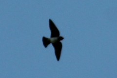 Petrochelidon pyrrhonota