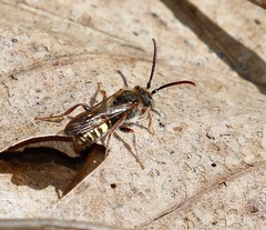 Nomada