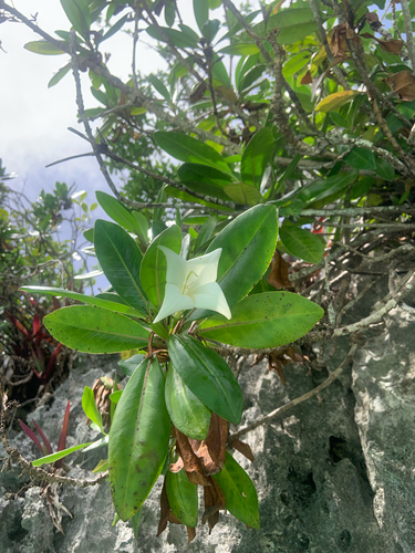 Bikkia tetrandra, photograph 2