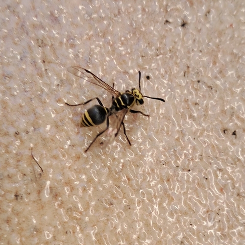 Protonectarina sylveirae