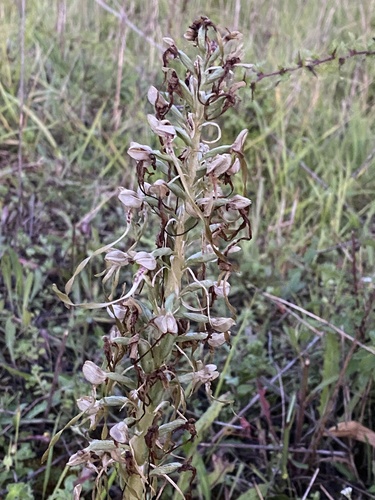 Lizard Orchid