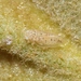 Flannelbush Psyllid - Photo (c) James Bailey, some rights reserved (CC BY-NC), uploaded by James Bailey