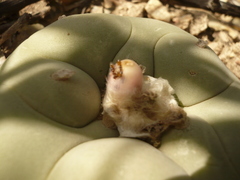 Lophophora diffusa