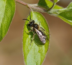 Andrena