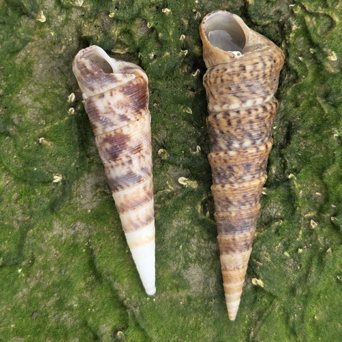 Turritella variegata, 2026-06-20